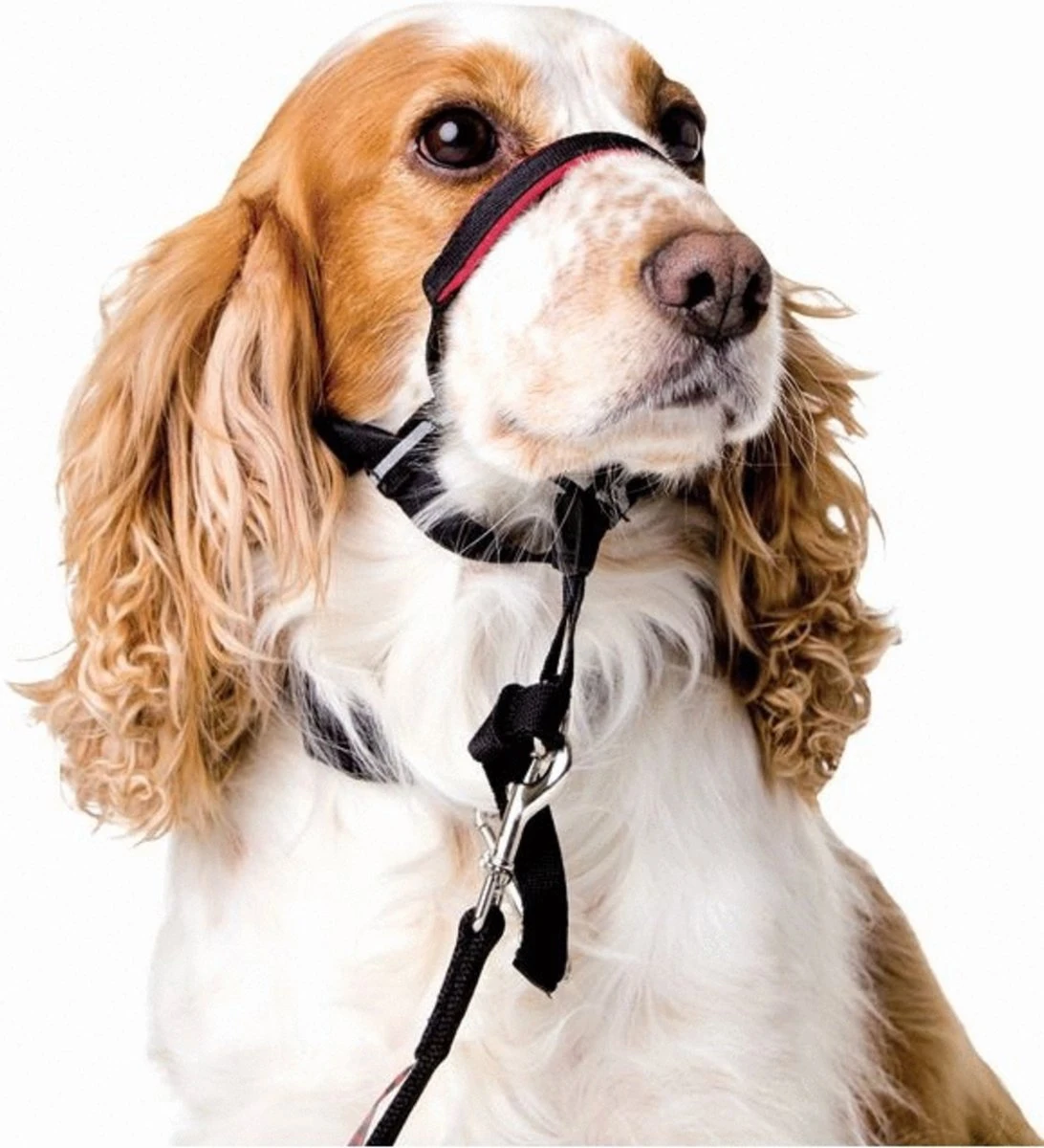 Halti OptiFit Headcollar - Hond - Anti Trekhalsband - Maat M - Voor Labrador, Boxer, Dobermann, Golden Retriever - Afbeelding 6