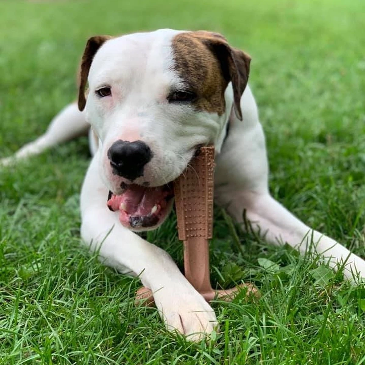 Spot Bam-Bones Plus Easy Grip - Veilig Kauwbot Voor Honden - Speciaal Voor Sterke Kauwers - Verzorgt Het Gebit Van De Hond - Rund Of Kip - S/M/L - Maat: Large, Smaak: Kip - Afbeelding 8