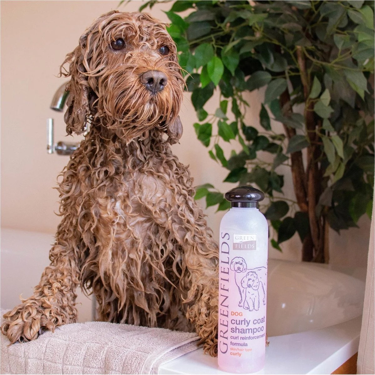 Greenfields Labradoodle Vacht Verzorgingsset - Shampoo En Anti-Klit Spray Voor Langharige Of Krullende Vacht - Afbeelding 7
