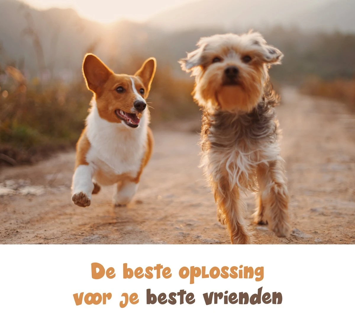 Dubbele Honden Riem – Leiband Hond – Hondenlijn – Looplijn Hond – 2 Honden – 3 Meter – Tot 12kg Per Hond – Reflecterende Lijnen – Met Zaklamp – 360° Draaien – Verstelbaar - Zwart - Afbeelding 8