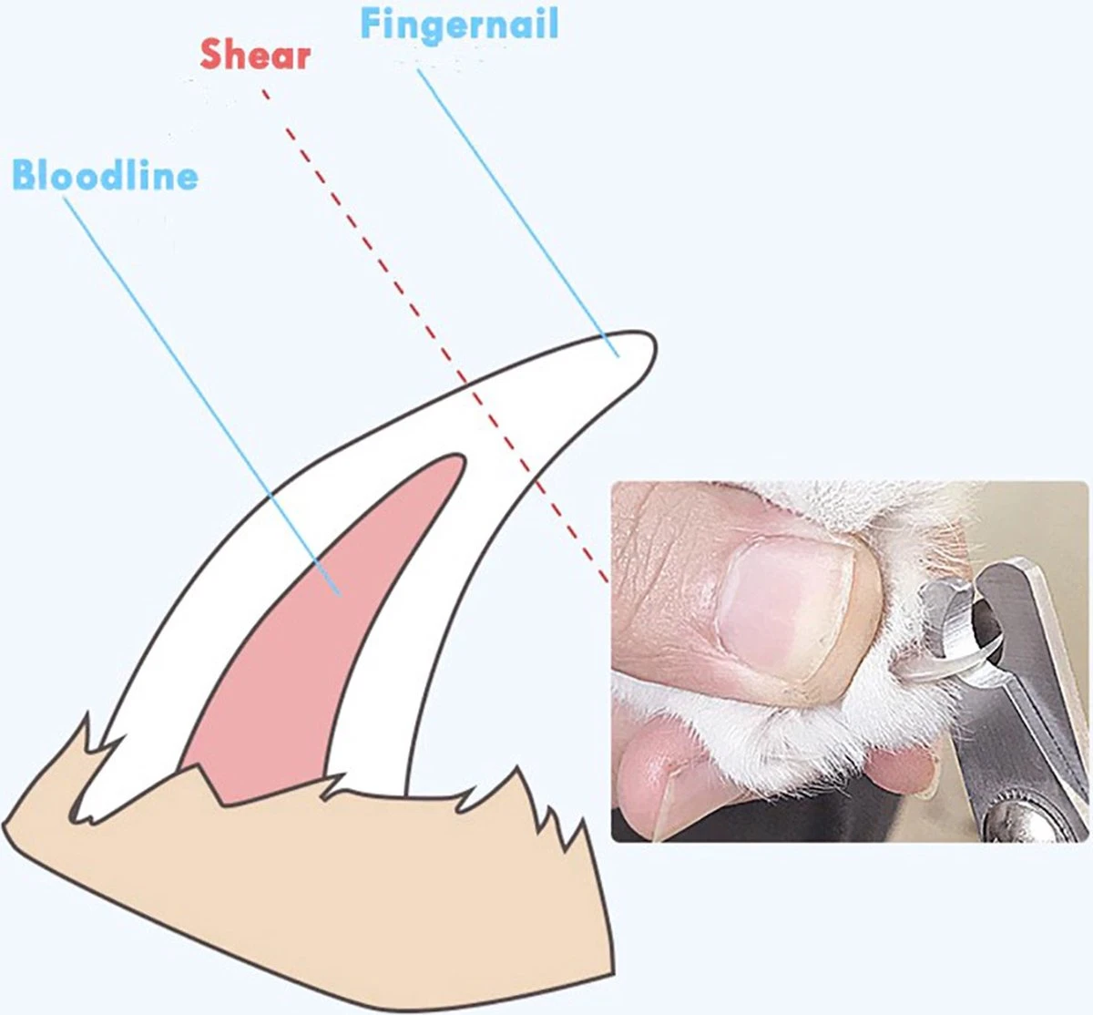 Merkloos Nagelschaar - Nagelschaartje - Nagelknipper - Geschikt Voor Hond Kat Konijn Cavia Vogel - Blauw Wit - Afbeelding 2