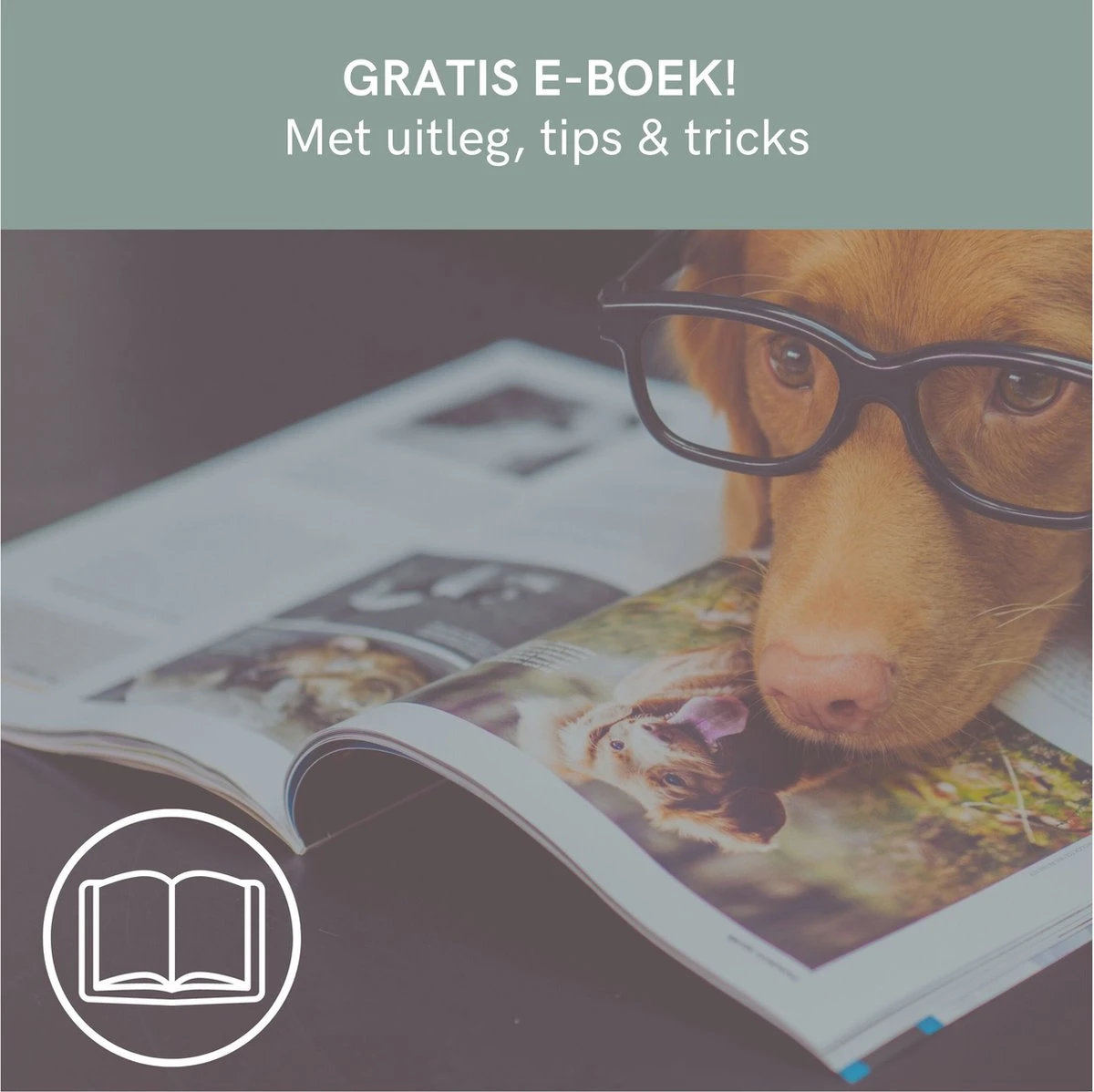 Comfort Company Praatknop Hond | Dogbuttons – Honden Speelgoed | Honden Speelgoed Intelligentie | 4 Stuks | Agility Voor De Hond | 30 Seconden Opnamen | Honden Training - Afbeelding 7