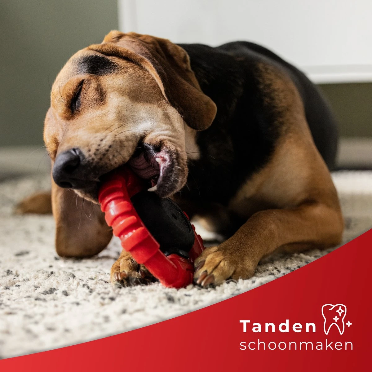 Kauwbot Stuurwiel 2.0 Extra Sterk Melk Geur Smaak En Piep Honden Speelgoed - Kauwspeelgoed Bot Hond - Dutchwide - Afbeelding 4