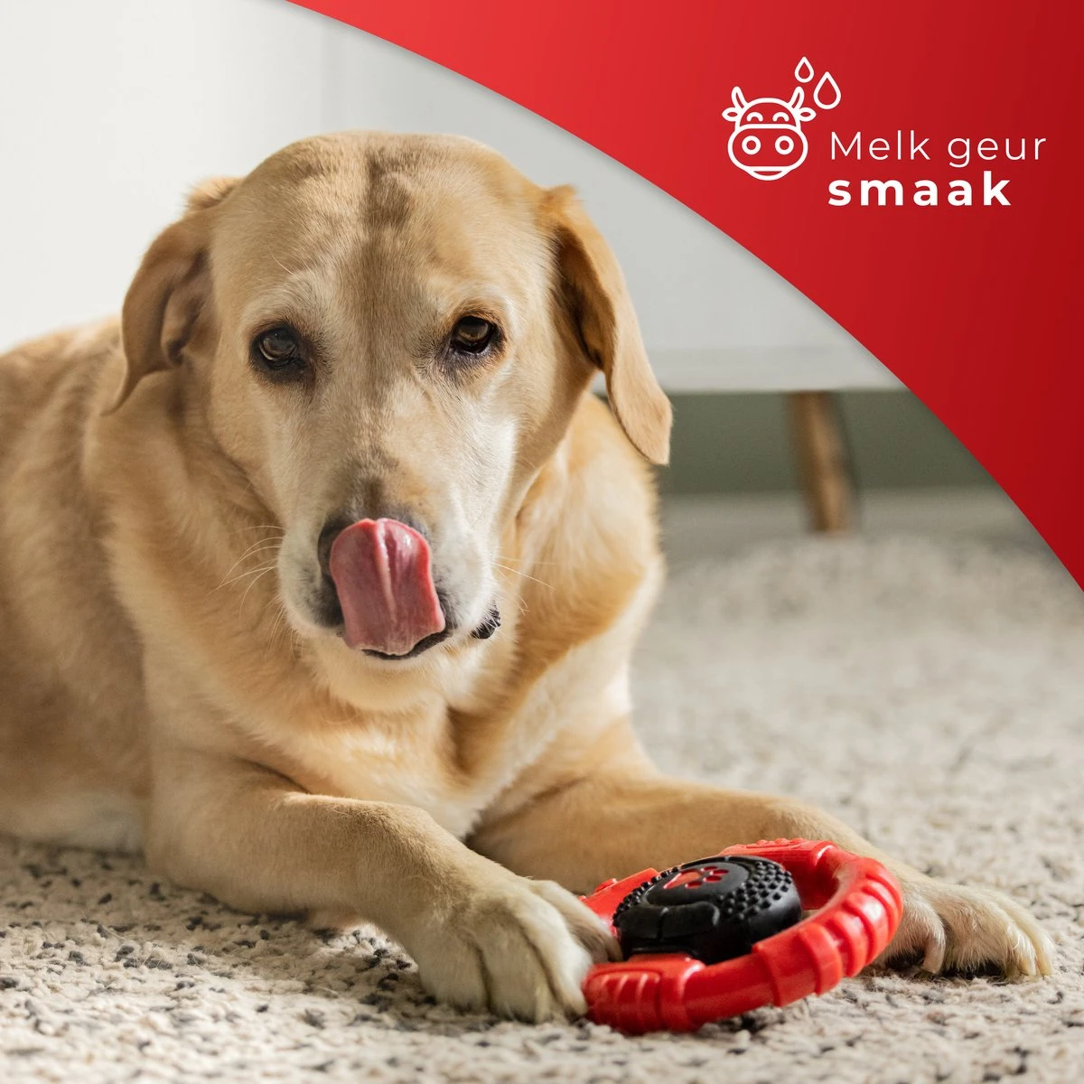 Kauwbot Stuurwiel 2.0 Extra Sterk Melk Geur Smaak En Piep Honden Speelgoed - Kauwspeelgoed Bot Hond - Dutchwide - Afbeelding 5