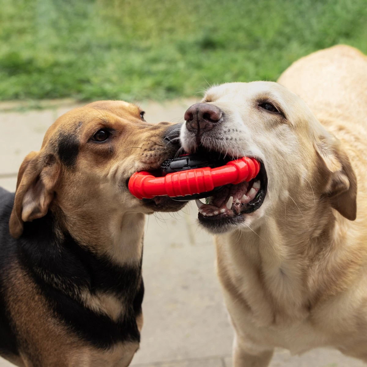 Kauwbot Stuurwiel 2.0 Extra Sterk Melk Geur Smaak En Piep Honden Speelgoed - Kauwspeelgoed Bot Hond - Dutchwide - Afbeelding 8
