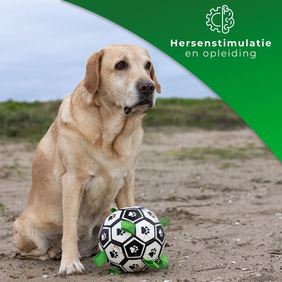 Honden Speelgoed Bal Voetbal Extra Sterk Met Handvaten Ball Hondenbal - 15 Cm - Dutchwide - Afbeelding 4