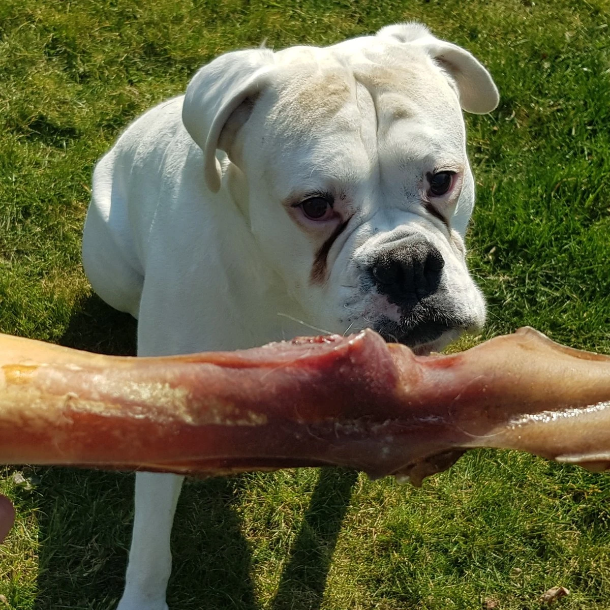 Topdiervoeding Runderkophuid Hondensnacks - Vers Gedroogd - 30cm - 1000 Gram - Afbeelding 3