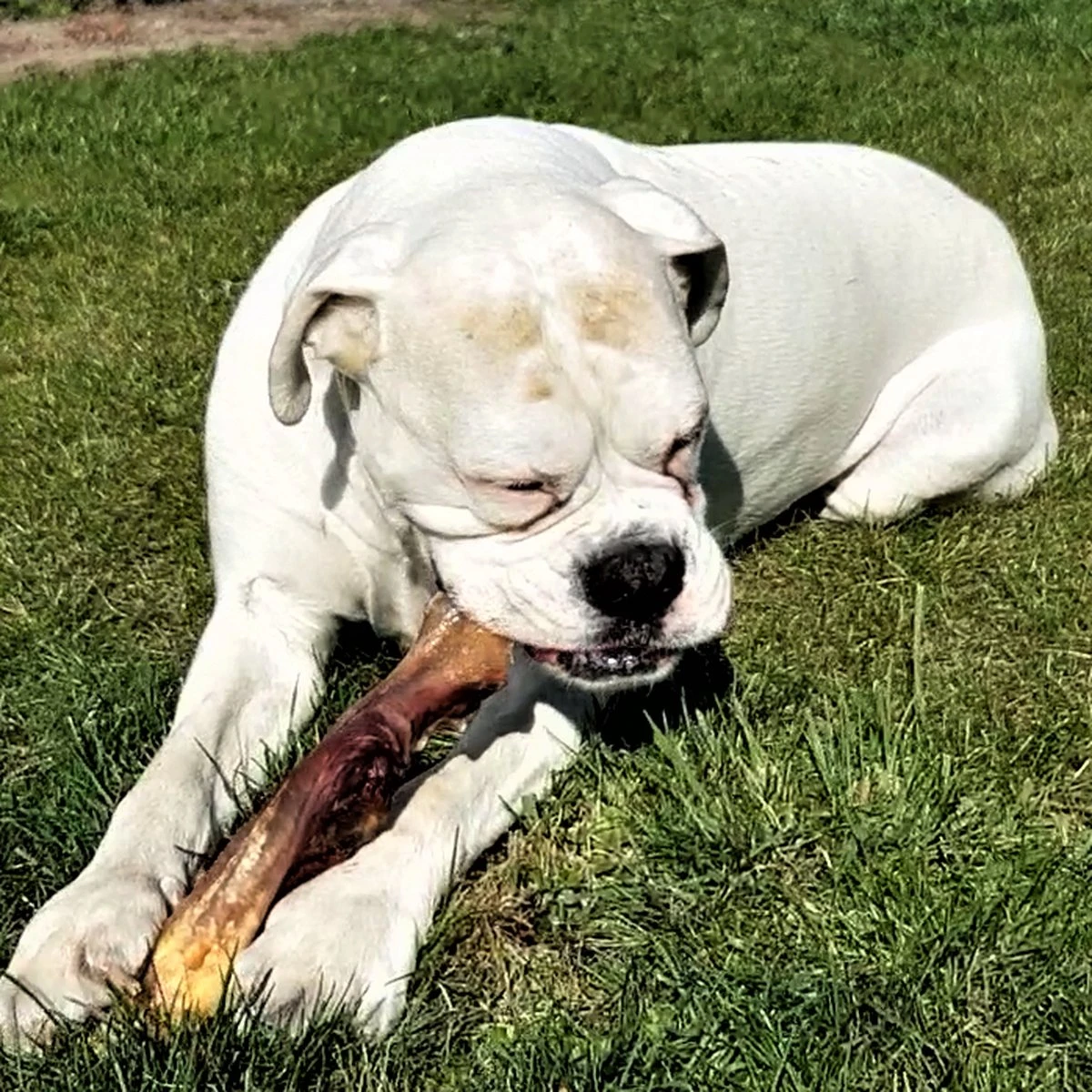 Topdiervoeding Runderkophuid Hondensnacks - Vers Gedroogd - 30cm - 1000 Gram - Afbeelding 5