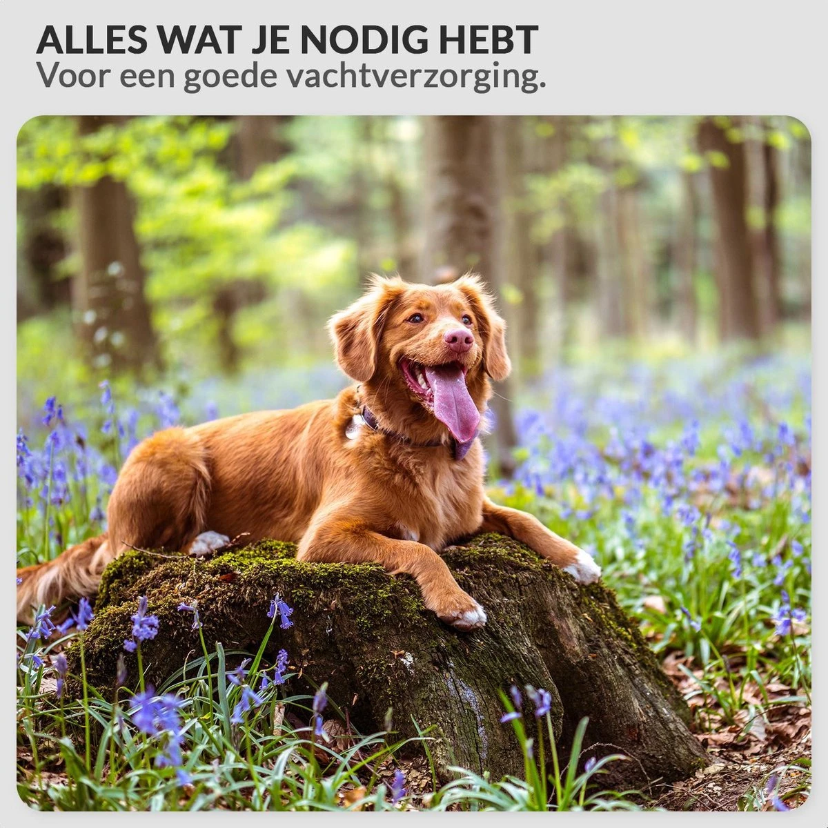 Krachtige Hondenföhn/ Waterblazer Met Draaiknop Om Overtollig Water En Stof Snel Uit De Vacht Te Blazen | Verstelbare Vermogen Standen (500W Tot 2200W) En Verstelbare Temperatuur - Type B Oranje - Afbeelding 4