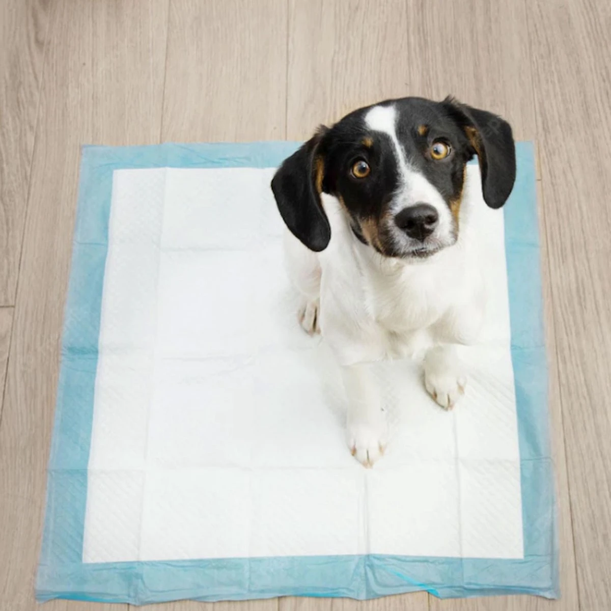 Springos Puppy Training Pads| Plasmatjes Hond | Zindelijkheidstraining | 10 Stuks | 35 X 45 Cm - Afbeelding 9