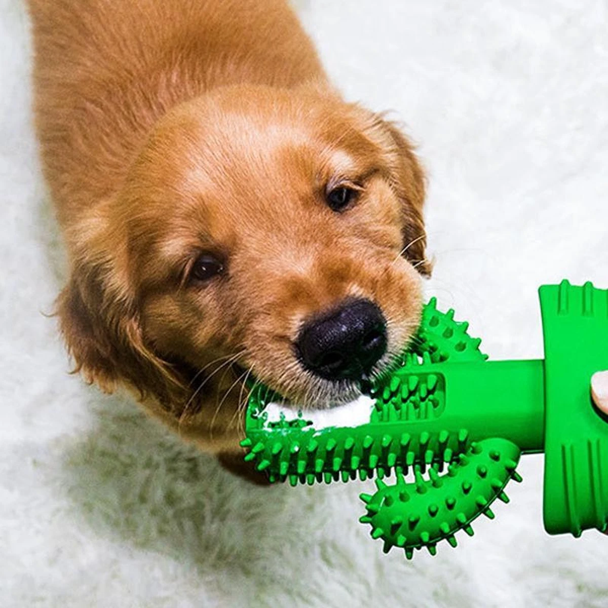 Tandenborstel + TANDPASTA Hond Melk Geur Smaak En Piep Honden Speelgoed - Cactus Dog Toy Tandverzorging Kauwbotten Hondenspeelgoed Hondenbot Kauwstaaf Tanden Puppy Hondenspeeltje Sterk Kauwspeelgoed - Dutchwide - Afbeelding 8