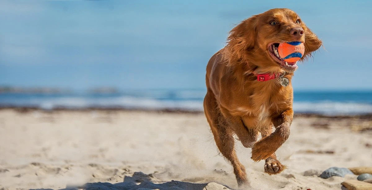 Chuckit! 10 Chuckit Ballen In Emmer - Chuckit - Veilig Voor Gebit - Hondenbal - Past In Werpstok - Afbeelding 2