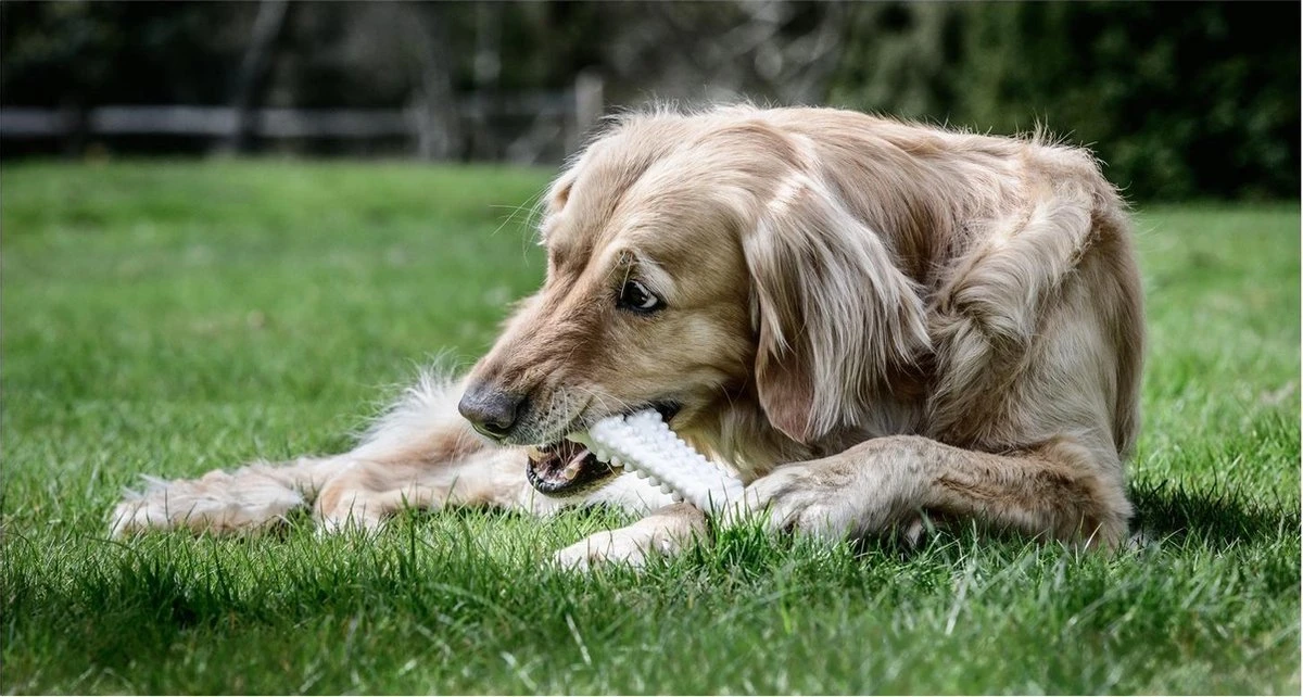 Nylabone Harde Bijters Kluif - Hondenspeelgoed - Natural - Voor Honden Tot 30 Kg - Afbeelding 2