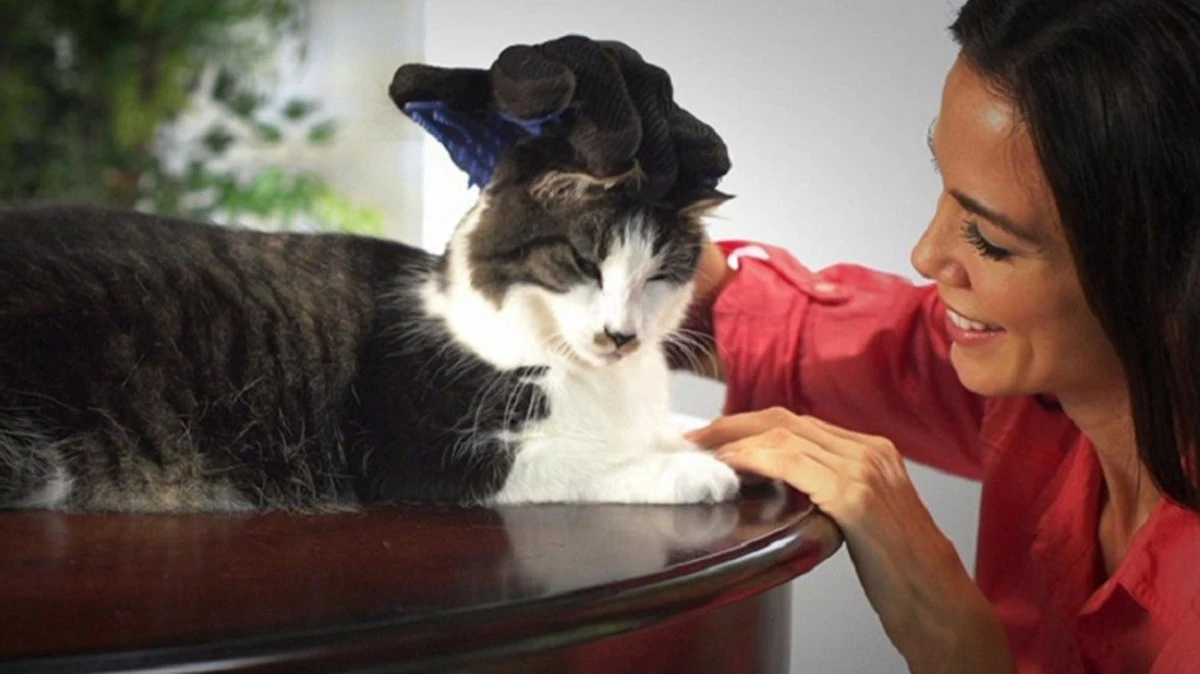 Vacht Verzorgingsborstel Voor Huisdieren - Blauw - LimitedDeals - Voor Honden Katten Konijnen Paarden - Tevens Massage Handschoen Voor Dieren! - Goed Voor De Verzorging Van De Vacht - Afbeelding 8