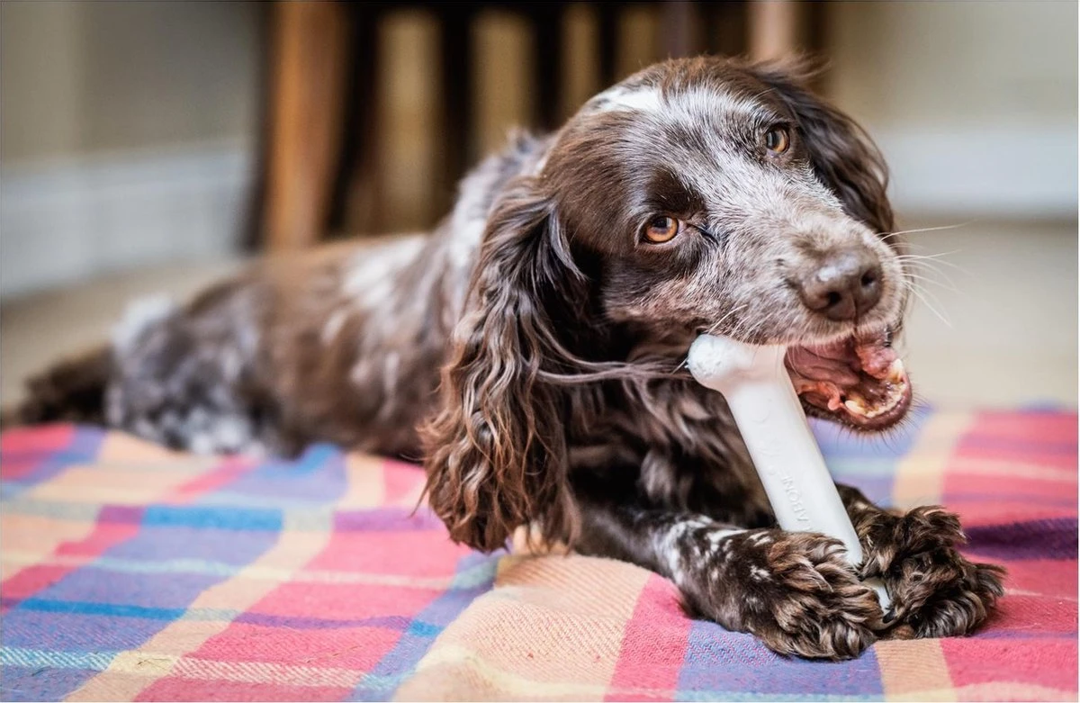 Nylabone Harde Bijters Kluif - Kip - Voor Honden Tot 15 Kg - Afbeelding 5