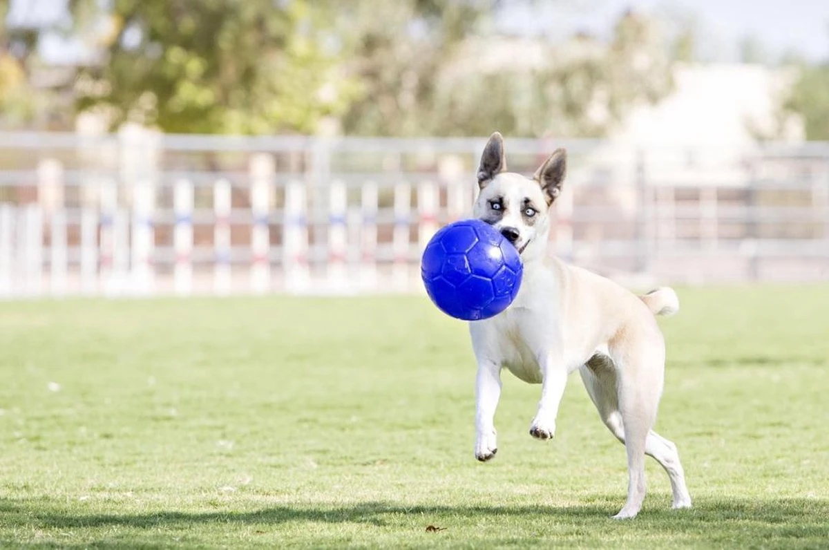 Jolly Pets Jolly Soccer Ball – Hondenspeelgoed – Hondenspeeltjes Voor Binnen En Buiten – Hondenbal Voor Honden – Hondenvoetbal – Jollyflex Stevig Kunststof – Drijvend Hondenspeeltje – Ø20cm – Licht Blauw - Afbeelding 7