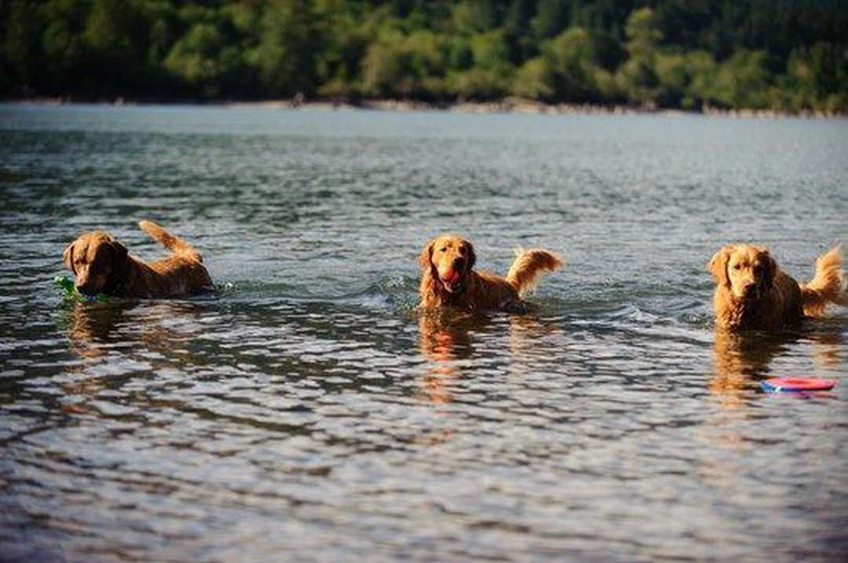 Chuckit! Ultra Bal - L - 7 Cm - Afbeelding 4