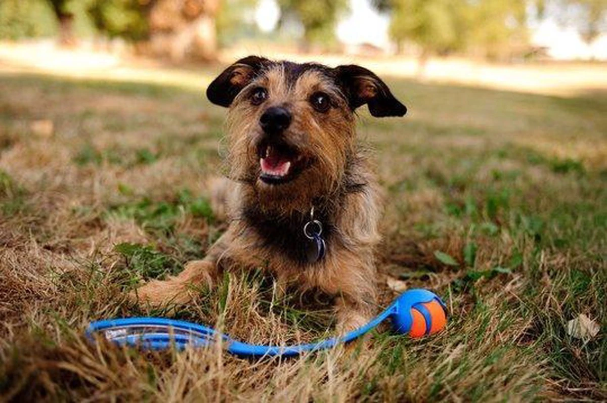 Chuckit! Ultra Bal - L - 7 Cm - Afbeelding 12