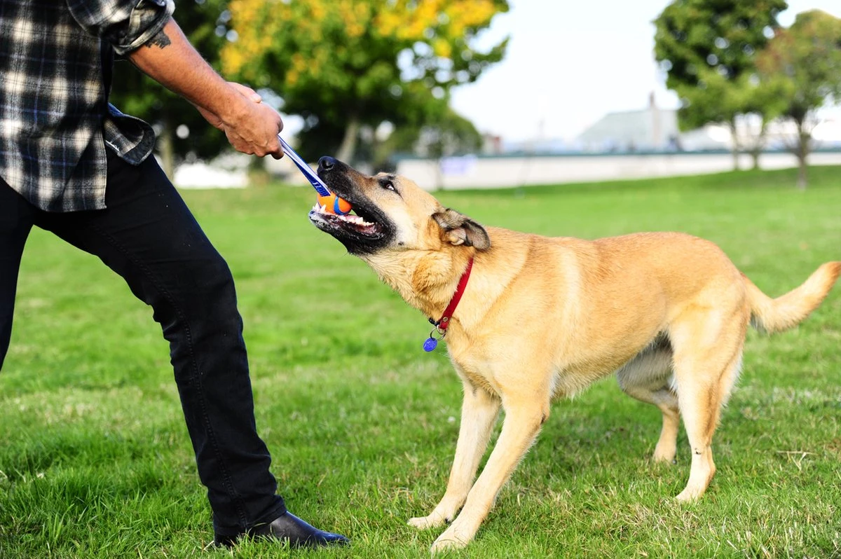 Chuckit! Chuckit Ultra Tug – Hondenspeelgoed - Blauw/Oranje – Large - ø 7 Cm - Afbeelding 4