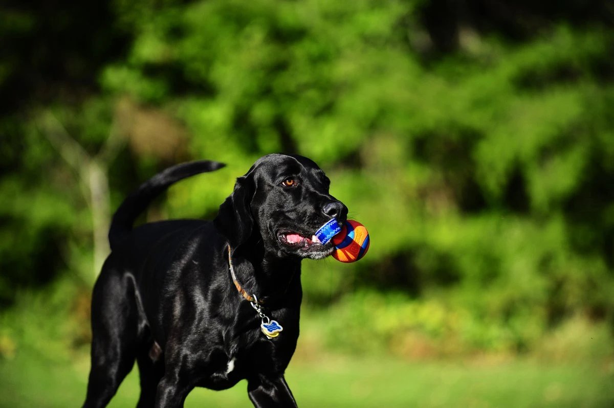 Chuckit! Chuckit Ultra Tug – Hondenspeelgoed - Blauw/Oranje – Large - ø 7 Cm - Afbeelding 6