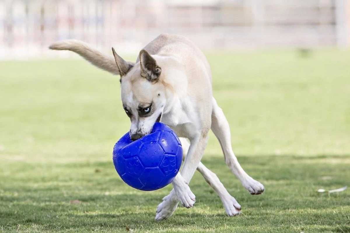 Jolly Pets Jolly Soccer Ball – Hondenspeelgoed – Hondenspeeltjes Voor Binnen En Buiten – Hondenbal Voor Honden – Hondenvoetbal – Jollyflex Stevig Kunststof – Drijvend Hondenspeeltje – Ø20cm – Licht Blauw - Afbeelding 4