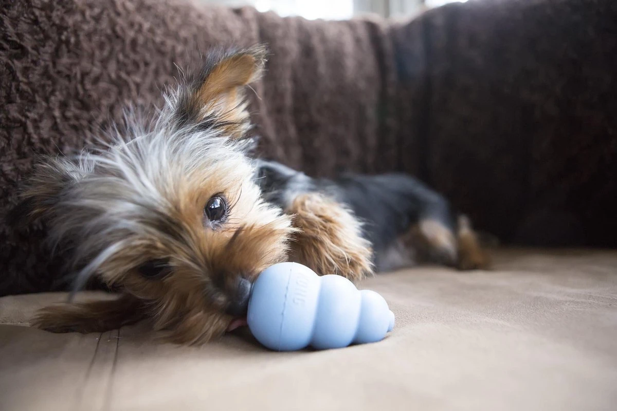 Kong Puppy - Hondenspeelgoed - Assorti - L - Afbeelding 3