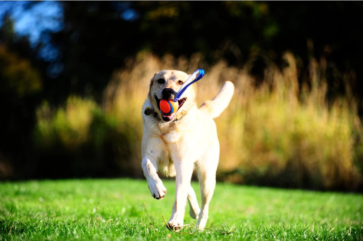 Chuckit! Chuckit Ultra Tug – Hondenspeelgoed - Blauw/Oranje – Large - ø 7 Cm - Afbeelding 8