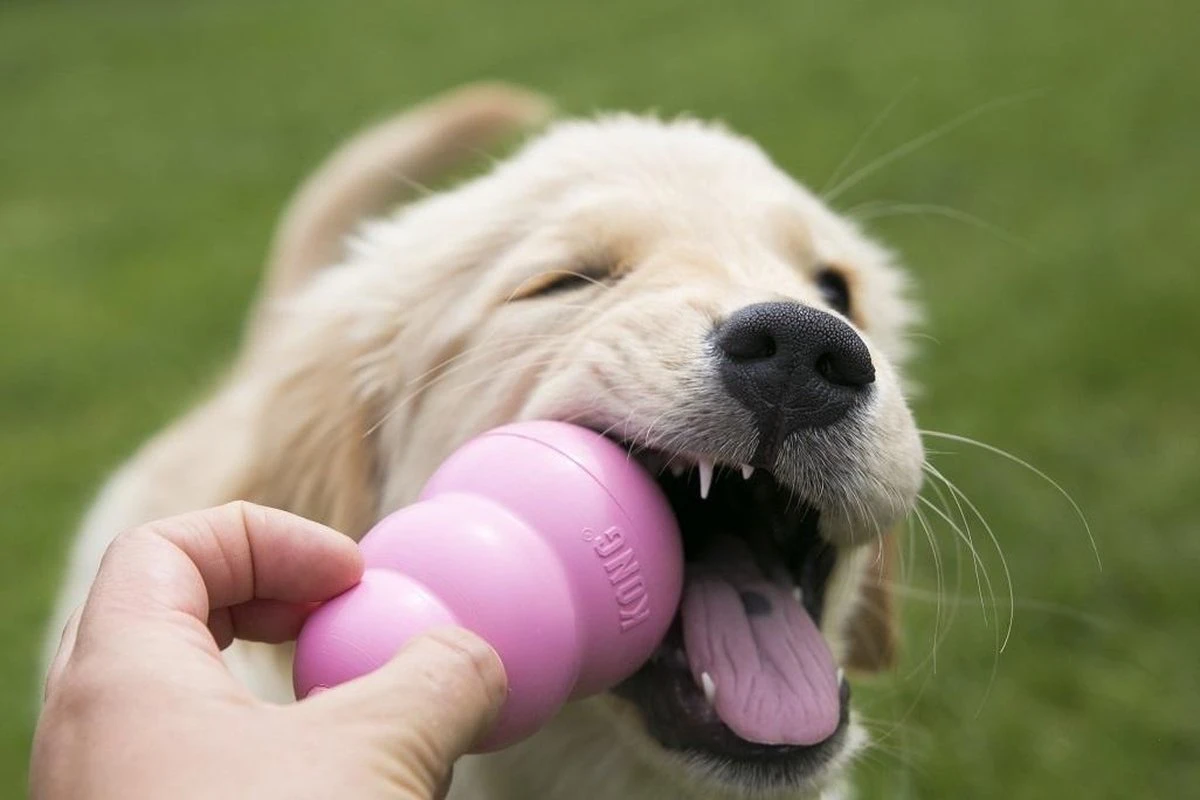 Kong Puppy - Hondenspeelgoed - Assorti - L - Afbeelding 15