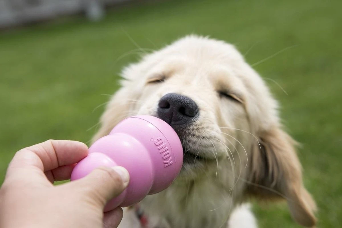 Kong Puppy - Hondenspeelgoed - Assorti - L - Afbeelding 16