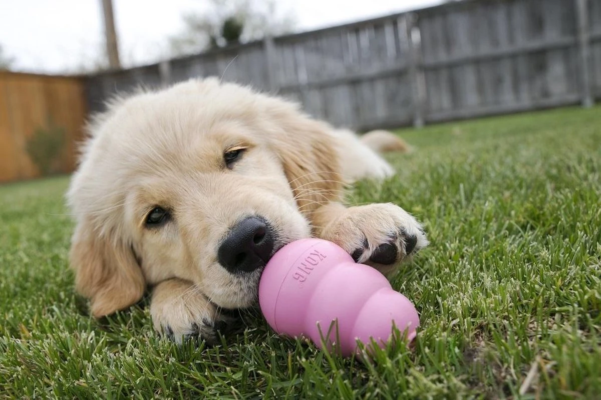 Kong Puppy - Hondenspeelgoed - Assorti - L - Afbeelding 17