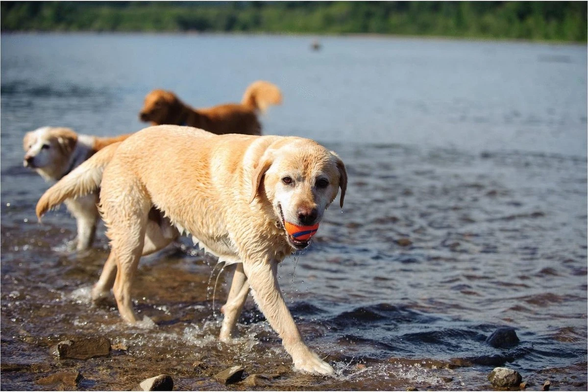 Chuckit! Ultra Bal - L - 7 Cm - Afbeelding 10