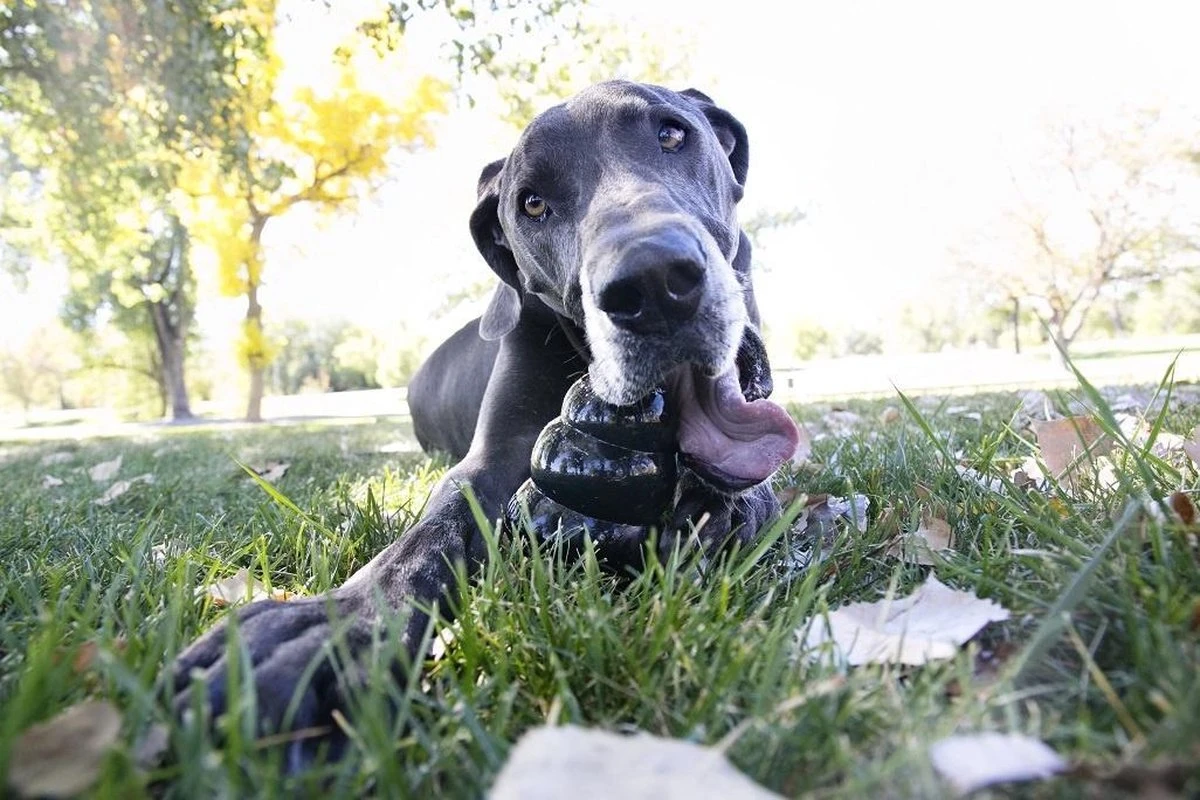 Kong Extreme - Hondenspeelgoed - Zwart - XL - Afbeelding 20