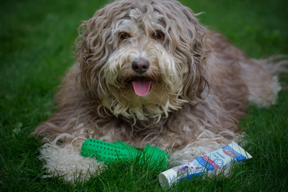 Tandenborstel + TANDPASTA Hond Melk Geur Smaak En Piep Honden Speelgoed - Cactus Dog Toy Tandverzorging Kauwbotten Hondenspeelgoed Hondenbot Kauwstaaf Tanden Puppy Hondenspeeltje Sterk Kauwspeelgoed - Dutchwide - Afbeelding 10