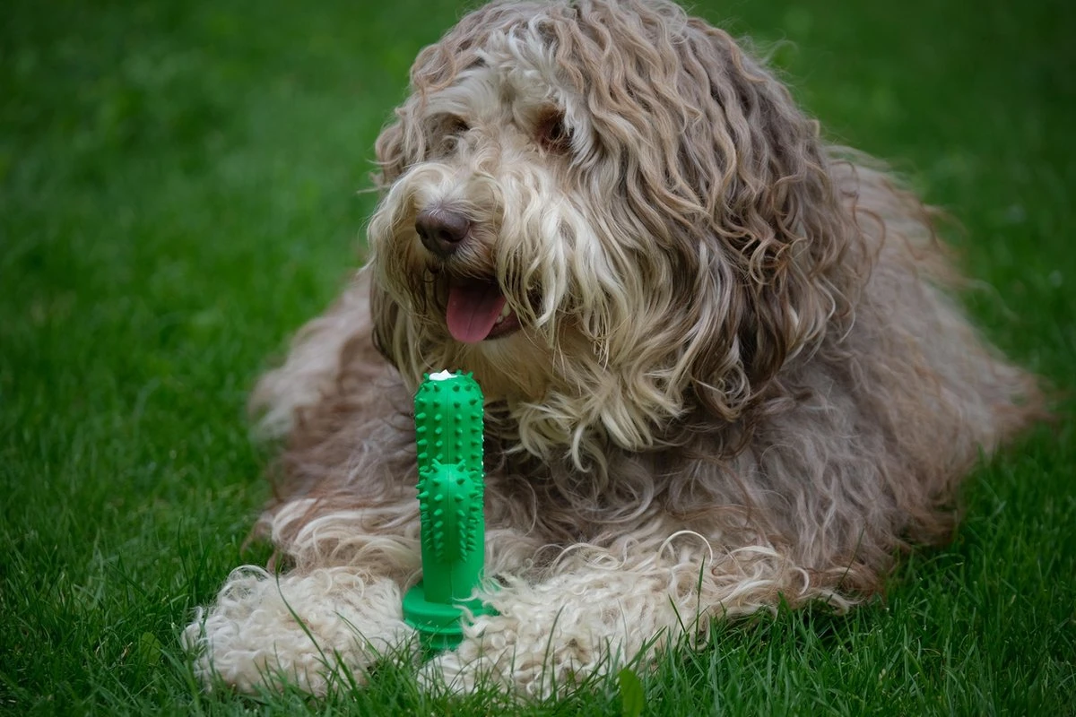 Tandenborstel + TANDPASTA Hond Melk Geur Smaak En Piep Honden Speelgoed - Cactus Dog Toy Tandverzorging Kauwbotten Hondenspeelgoed Hondenbot Kauwstaaf Tanden Puppy Hondenspeeltje Sterk Kauwspeelgoed - Dutchwide - Afbeelding 11