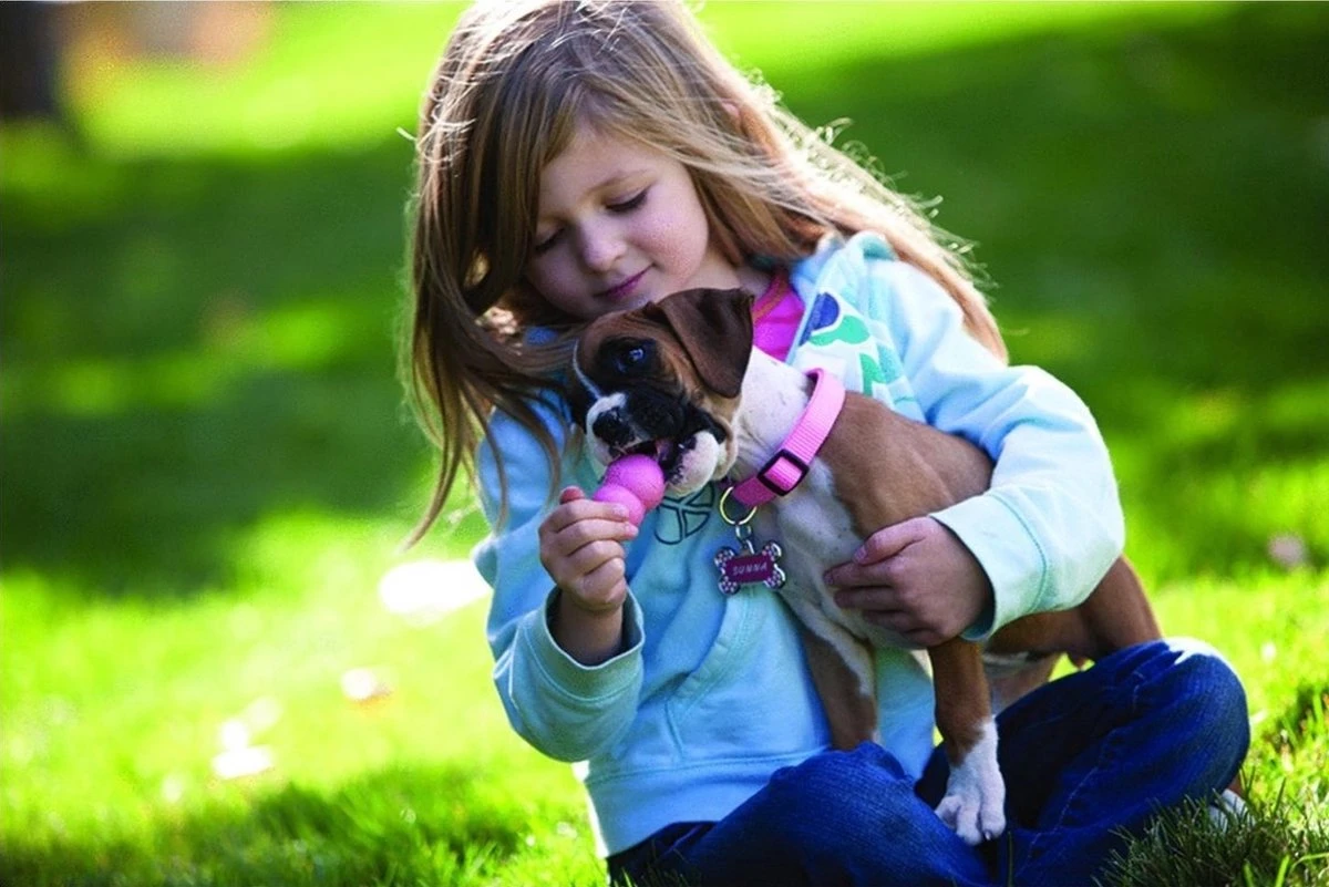 Kong Puppy - Hondenspeelgoed - Assorti - L - Afbeelding 12