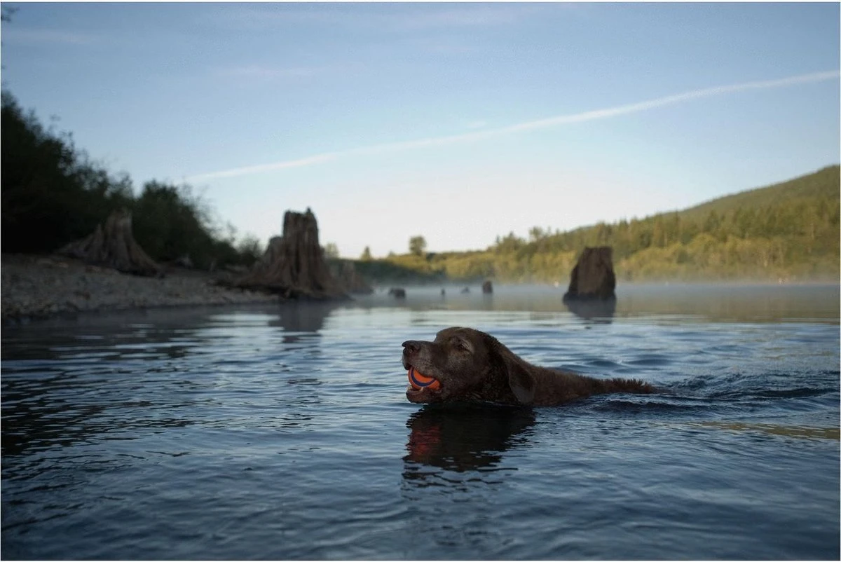 Chuckit! Ultra Bal - L - 7 Cm - Afbeelding 5