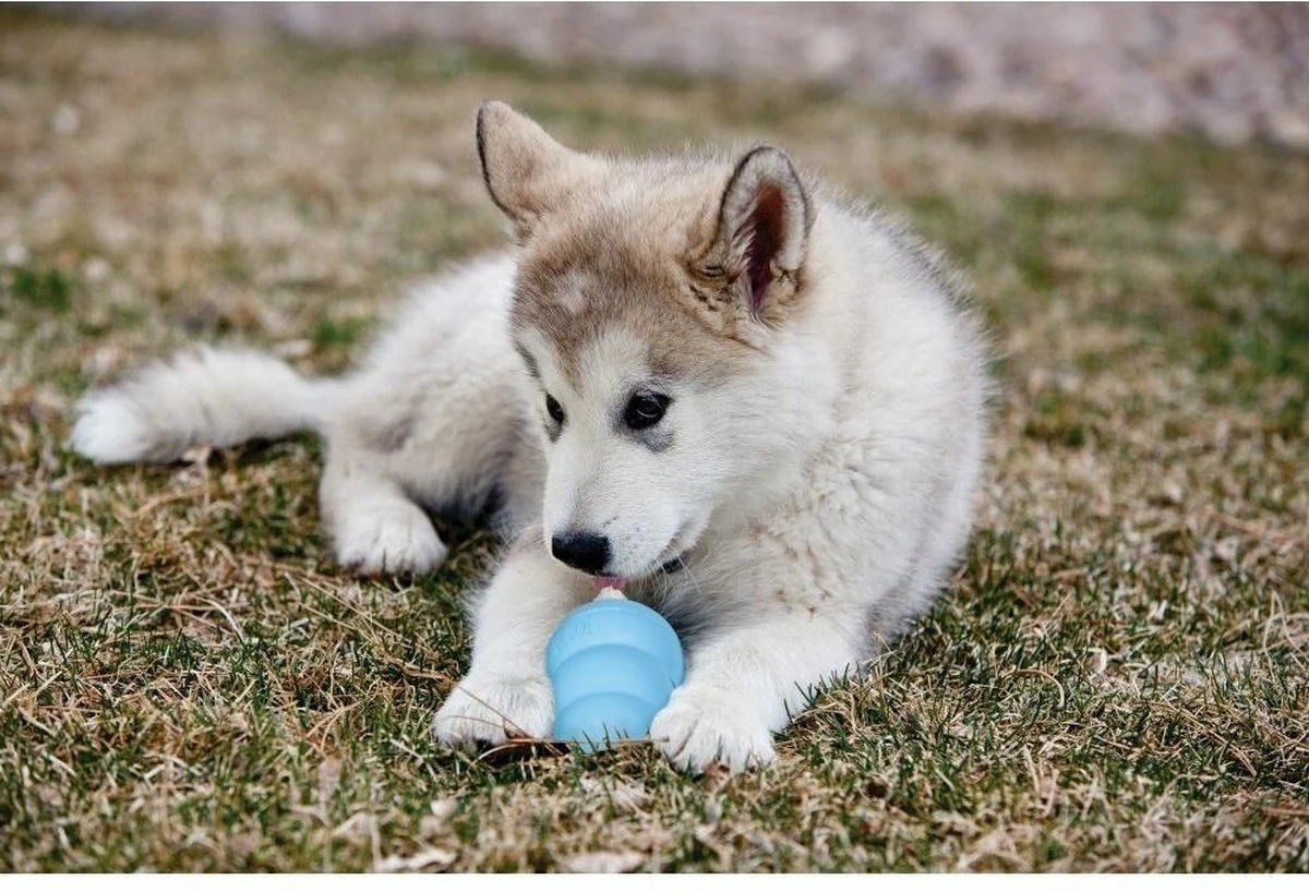 Kong Puppy - Hondenspeelgoed - Assorti - L - Afbeelding 8