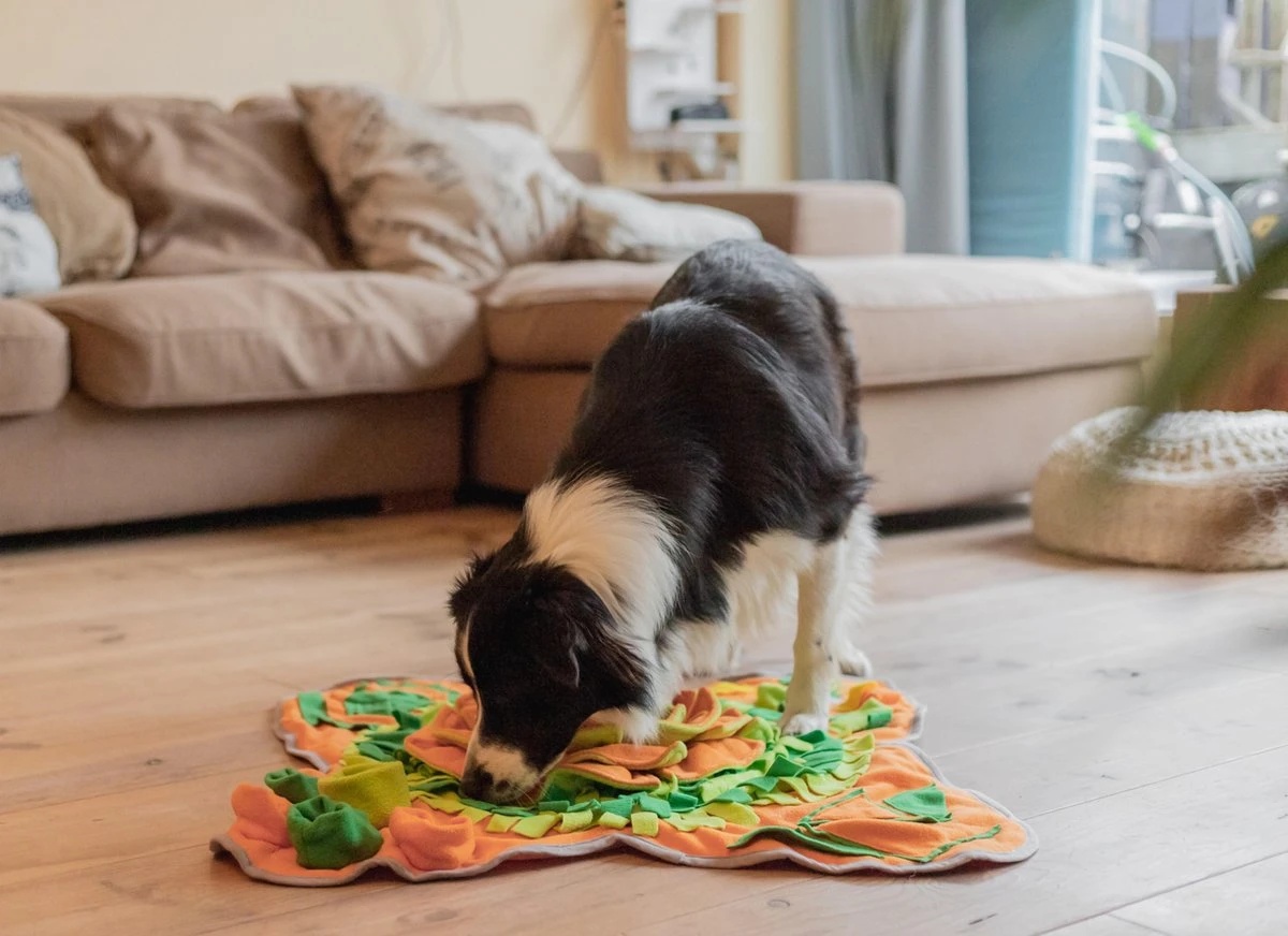 SNUFFIES® Snuffelmat Belle 60x50cm – Snuffelmat – Snuffelmatten - Honden Speelgoed - Honden Speelgoed Intelligentie - Snuffelmat Hond - Snuffelmatten – Hersenwerk – Honden Speeltjes – Puppy - Puppy Speelgoed - Honden Denkspelletjes - Afbeelding 5