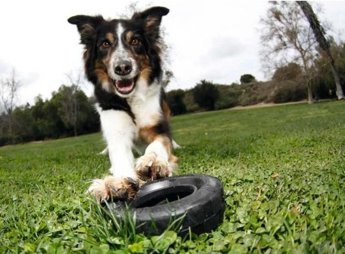 Kong Traxx Hondenspeelgoed - Rubber - M/L- Zwart - Afbeelding 4