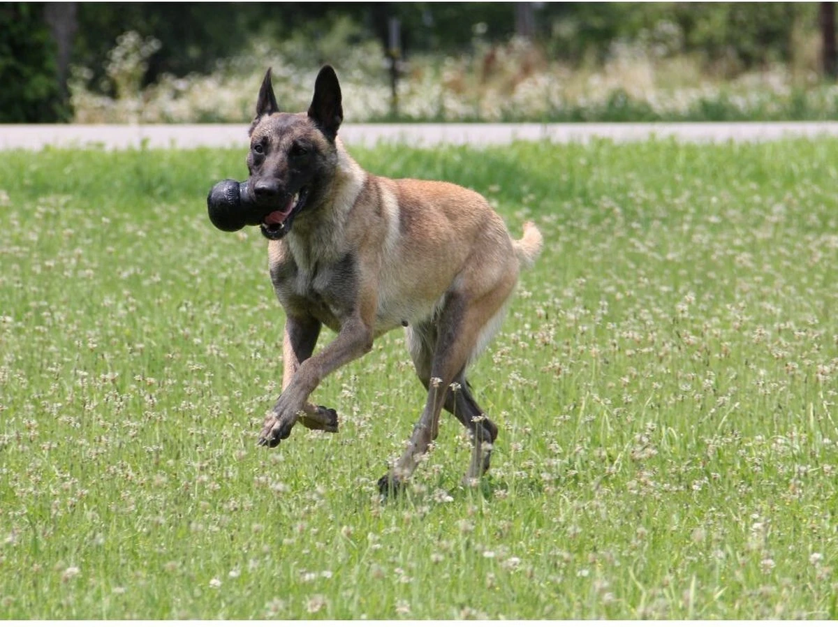 Kong Extreme - Hondenspeelgoed - Zwart - XL - Afbeelding 2