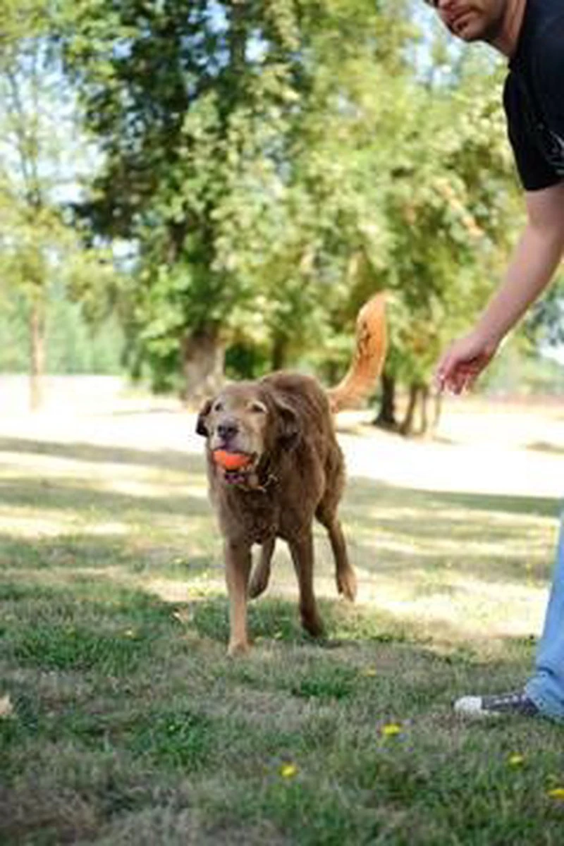 Chuckit! Ultra Bal - L - 7 Cm - Afbeelding 9